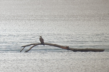 Another Osprey